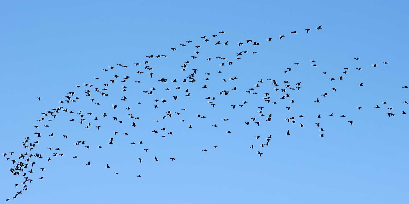 Spring 2018 Canada Geese Flying